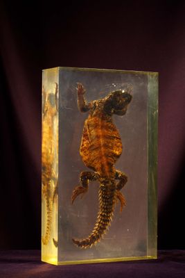 une boîte en verre posée sur une table, dans laquelle se trouve un lézard