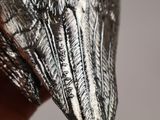 close up of a person ' s hand holding a bird ' s beak