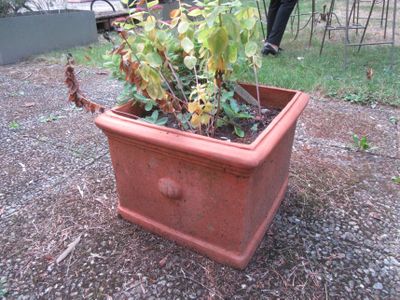 une plante qui pousse dans un pot posé à même le sol