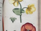an open book with illustrations of flowers and plants on it