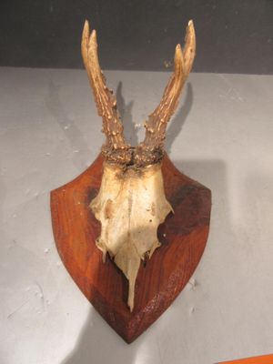 un crâne de cerf fixé sur un bouclier en bois posé sur une table