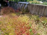 beaucoup de mauvaises herbes qui poussent au bord de la route
