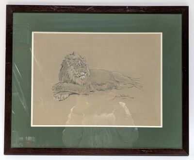 dessin représentant un lion couché, encadré et accroché au mur