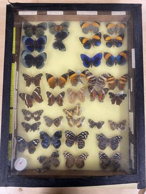 a lot of butterflies in a display case on a table