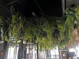 de nombreuses plantes suspendues au plafond dans un restaurant