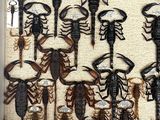 a lot of scorpions that are hanging on the wall