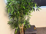 une plante placée dans un coin de la pièce, près d'une fenêtre