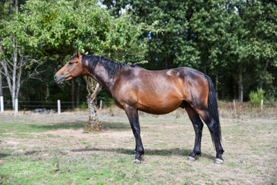 a brown horse standing in a field with trees in the background