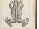 an old book with a drawing of a frog on it ' s back