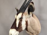 an antelope with long horns mounted on a wall