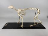 an image of a skeleton of a dog on a black base