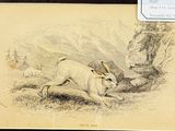 a drawing of a dog running in the grass