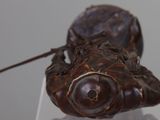 a sculpture of a frog that is on a glass stand