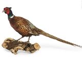 un oiseau perché sur un morceau de bois