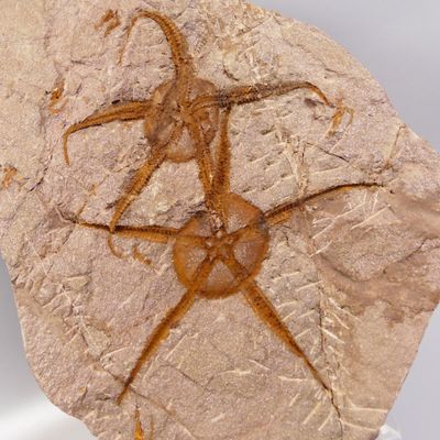an image of a fossilized spider crawling on a rock