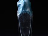 an image of a glass bottle with a lion head on it