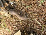a close up of a broken bottle on the ground next to a pile of sticks
