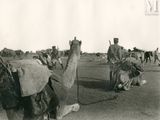 a black and white photo of a group of people riding camels