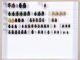 un cadre blanc présente une collection d'insectes et d'autres bestioles