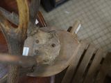 a deer antler sitting on a wooden bench