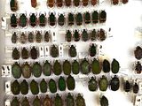 a lot of beetles that are on display in a display case