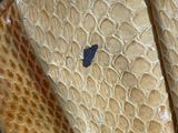 a close up of a piece of clothing with a blue butterfly on it