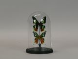 a glass bell with a butterfly inside of it
