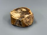 an image of a piece of petrified wood on a gray surface