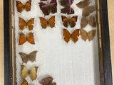 a shadow box with a lot of butterflies in it
