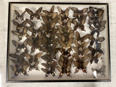 a picture of a display of moths in a glass case
