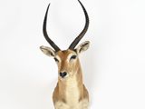 une tête d'antilope accrochée au mur sur un fond blanc