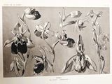 a picture of a bunch of flowers that are in a book