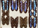 a lot of butterflies that are in a white box