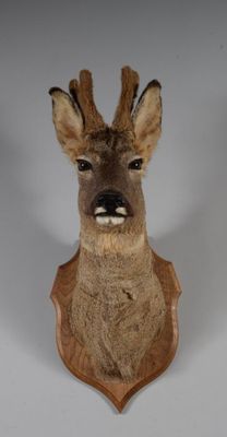 un gros plan d'une tête de cerf empaillée accrochée au mur