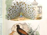 deux oiseaux perchés sur un livre