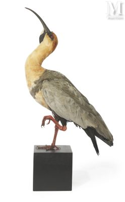 a bird that is standing on a black stand
