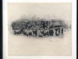 drawing of a herd of cattle standing in a line in front of a white background