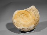 an ammonite fossil on a stand on a gray surface