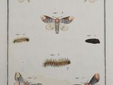 an old book with a drawing of moths and caters on it