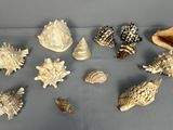 un grand nombre de coquilles qui sont sur la table