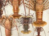four lobsters that are on display on a table