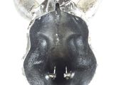 an image of a close up of a dog ' s nose