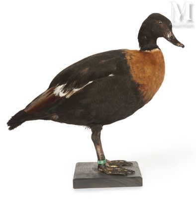 a bird that is standing on top of a wooden block
