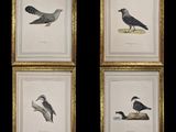 four framed prints of birds on a black background