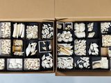 une boîte contenant différents types de champignons