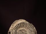 un fossile d'ammonite sur une surface violette