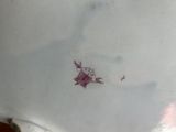 a white plate with a red design on it