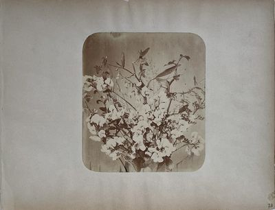 Adolphe Braun (Besançon 1812 - 1877 Dornach)