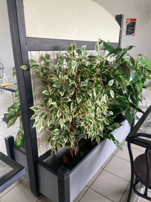 une plante en pot dans une jardinière posée sur une table