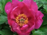 a large pink flower with yellow stamens in the center